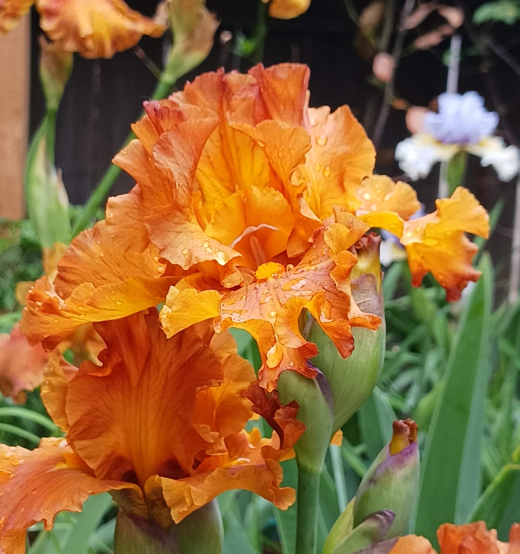 Golden Panther Iris