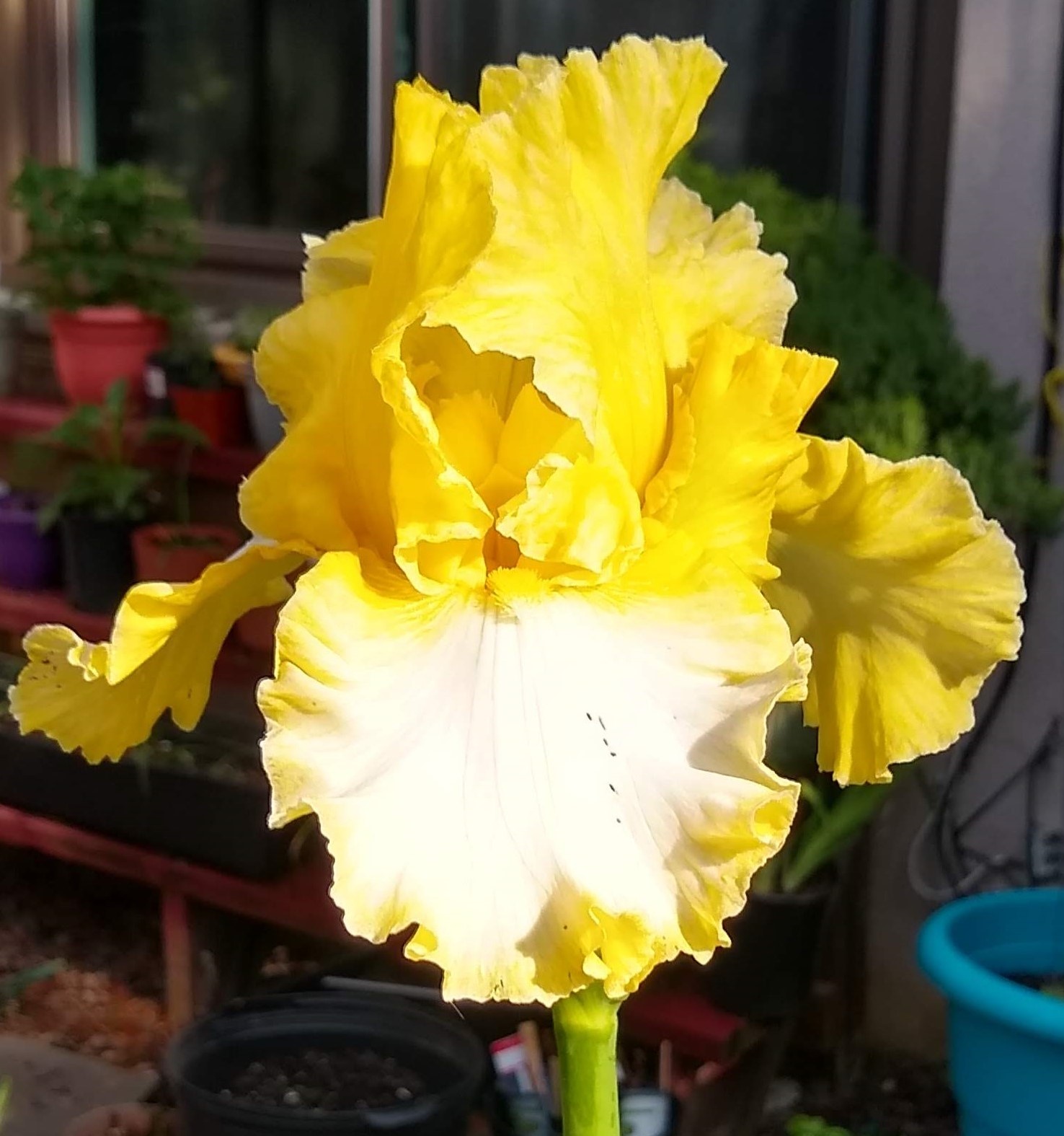 Sunray Reflection Iris